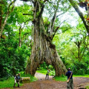 Big Feigg Tree Arusha National Park