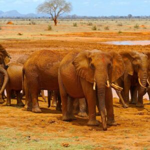 Rote Elefanten im Tsavo East National Park