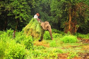 Elefant in Chitwan National Park