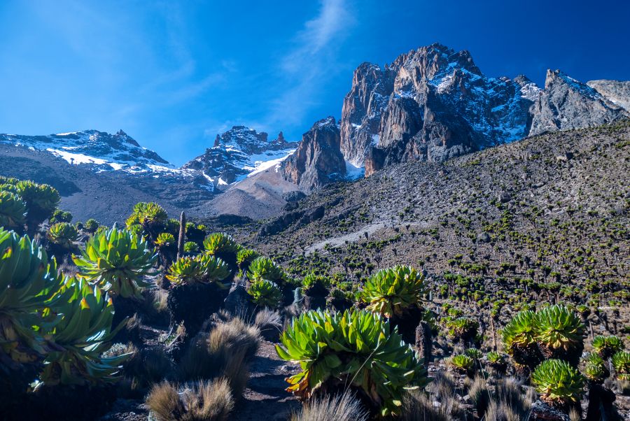 Mt. Kenya mit Senecien